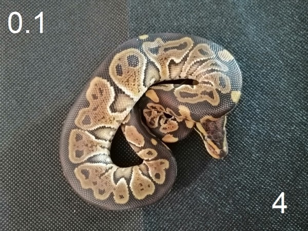 Königspython (Python regius) 0.1 (Female)Spider/ Albino NZ23
