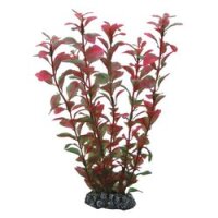 Hobby Ludwigia 25 cm