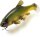 Quantum Freak of Nature Swimbait Tench 23cm 270g - Green Tench