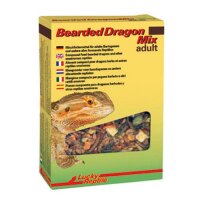 LR Beared Dragon Mix adult