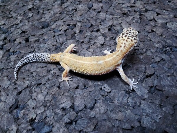 Leopardgecko  0.1  NZ2024 (Eublepharis macularius)