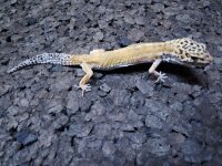 Leopardgecko  0.1  NZ2024 (Eublepharis macularius)