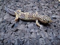 Leopardgecko 0.1 NZ2024  (Eublepharis macularius)