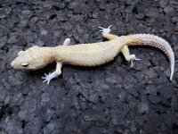 Leopardgecko 0.1 NZ2024 (Eublepharis macularius)