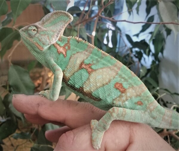 Jemenchamäleon BLAU NZ2025 (Chamaeleon calyptratus) 1.0