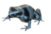 Goldbaumsteiger Blau Calobre (Dendrobates auratus)
