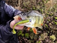 4street B-Ass Shad Motor Oil