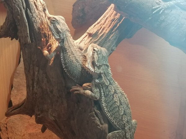 Bartagame (Pogona vitticeps) Färbig Nz2025