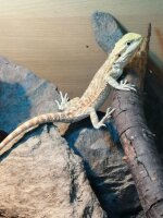 Bartagame (Pogona vitticeps) Färbig Nz2025