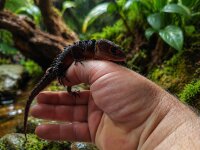 Orangenaugen Helmskink-Tribolonotus gracilis 1.1 2025