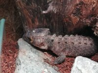 Orangenaugen Helmskink-Tribolonotus gracilis 1.1 2025