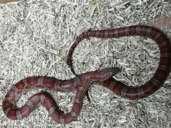 Pantherophis guttatus - Kornnatter NZ2025