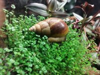 Achatschnecke (Achantina fulica)