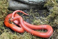 Lampropeltis t. hondurensis "Hypo Orange" 1.0