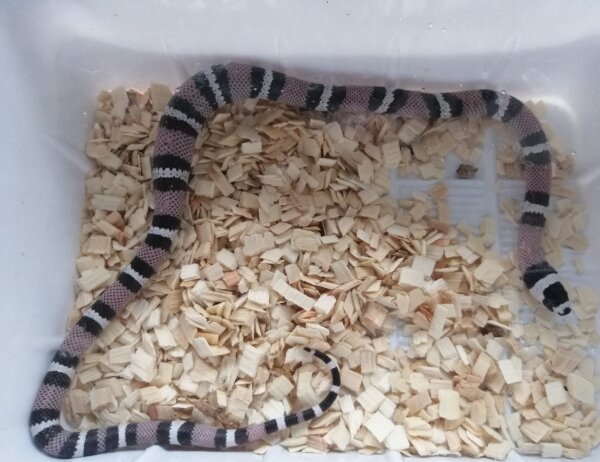 Lampropeltis triangulum hondurensis ,,Axanthic" NZ 2022