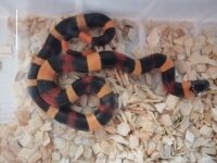 Lampropeltis Campbelli NZ22 -Königsnatter