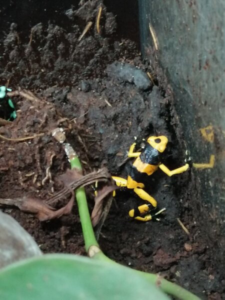 Gebänderte Baumsteiger (Dendrobates leucomelas)