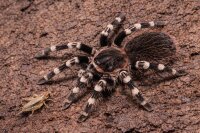 Acanthoscurria geniculata (Weißknievogelspinne)