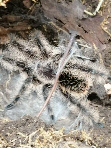 Kraushaar Vogelspinne (Brachypelma albopilosum)