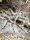 Kraushaar Vogelspinne (Brachypelma albopilosum)