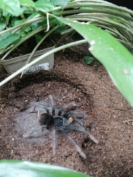 Riesenvogelspinne (Theraphosa apophysis)