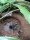 Riesenvogelspinne (Theraphosa apophysis)