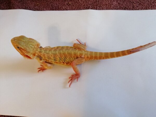 Bartagame Citrus Translucent (Pogona vitticeps) NZ2025