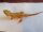 Bartagame Citrus Translucent (Pogona vitticeps) NZ2025