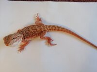 Bartagame Red (Pogona vitticeps)