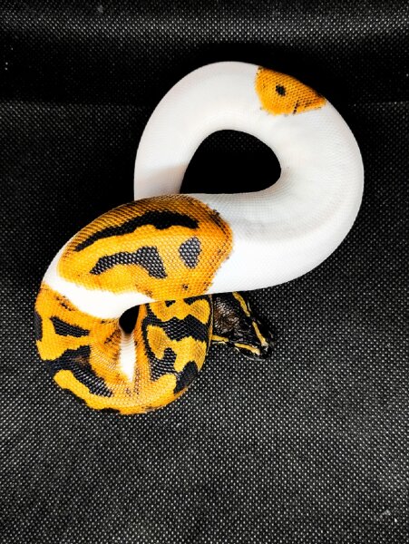 Python regius Piebald - Königspython 1.0 Nz2025