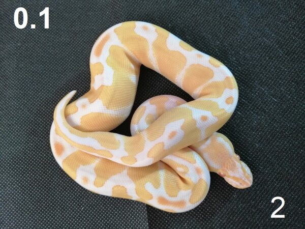 Königspython (Python regius) 0.1 (Female) Albino NZ2025