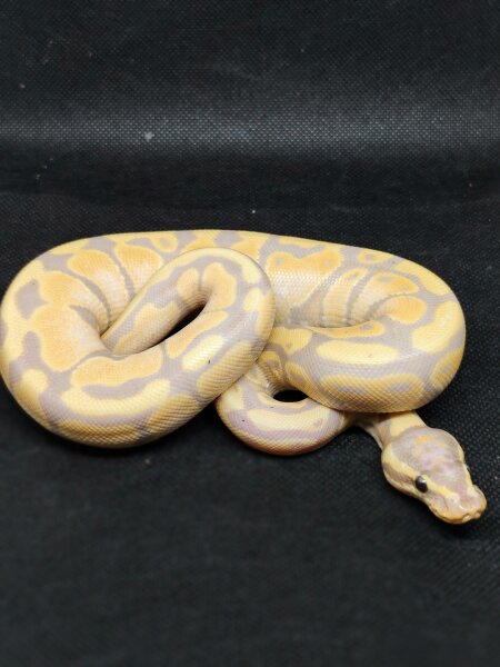 Python regius-Königspython Banana 1.0 NZ25