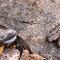 Zeck Solid Ring #00 10Stk