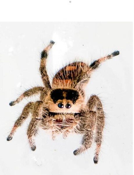 Nordamerikanische Springspinne  (Phidippus audax)