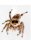 Nordamerikanische Springspinne  (Phidippus audax)