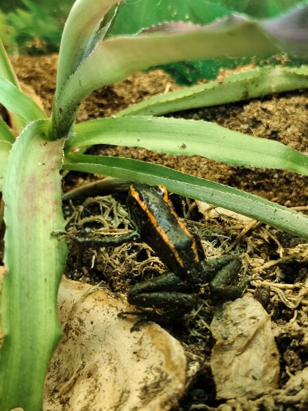 Gestreifter Blattsteigerfrosch (Phyllobates vittatus)