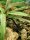 Gestreifter Blattsteigerfrosch (Phyllobates vittatus)