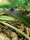 Gestreifter Blattsteigerfrosch (Phyllobates vittatus)