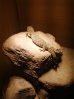 Steppenwaran (Varanus exanthematicus) NZ2025