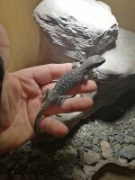 Steppenwaran (Varanus exanthematicus) NZ2025