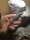Steppenwaran (Varanus exanthematicus) NZ2025
