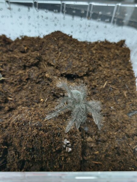 Theraphosa blondi ( Goliath Vogelspinne)