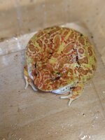 Schmuckhornfrosch  Nz 25 Ceratophrys cranwelli