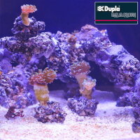 Dupla Marin Reef Former