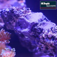 Dupla Marin Reef Former