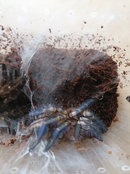 Poecilotheria metallica - Blaue Ornament Baumvogelspinne