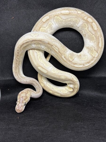 Python regius butter - Königspython 1.0 NZ24