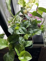 Tropische Rankpflanzen