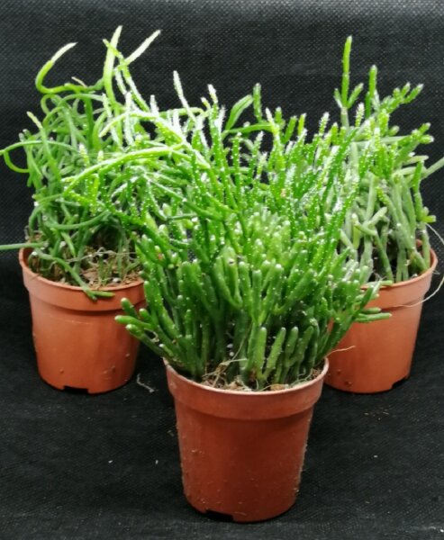 Rhipsalis Mix klein 3er Set im Blister