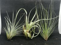 Tillandsie Regenwald  Mix klein 3er Set im Blister